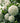Snowball Viburnum