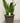 Snake Plant Med